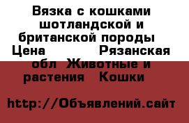 Вязка с кошками шотландской и британской породы › Цена ­ 1 000 - Рязанская обл. Животные и растения » Кошки   